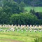 Cow houses on the hillside.