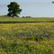 Cedar Elm in Bluebonnets