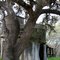Water towers (?) and live oak