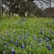 Bluebonnets