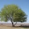 Spring Tree, Ft Phantom