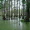 Caddo Lake, Texas