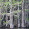Heavy moss load on trees at the Caddo Lake near Uncertain TX