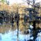The Mill Pond in winter, Caddo Lake, Texas