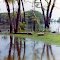 Reflections at Caddo Lake