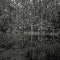 Still Pines