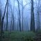 Forest Bottoms