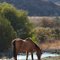 Idyll at the Prude Guest Ranch