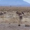 Where the Deer and the Antelope roam