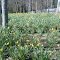 A field of daffodils