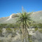 Soaptree Yucca along Dog Canyon trail