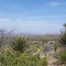 Desert Scene Big Bend N.P.