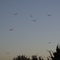 Vulture Roost at Fort Graham