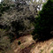 Cow trail along ravine