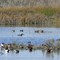 Ruddy Ducks,Cinnamon Teals, Shovelers & more - Kern Wildlife Refuge