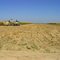 harvesting field corn near Wasco