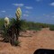 Spanish dagger (pita)
