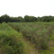 Blueberry patch