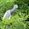 hármoszínű gém   (Tricoloured Heron)