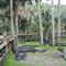Alligator farm Florida
