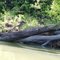 Beaver Den