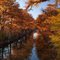 Cypress Trees in Fall