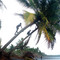 Collecting Coconuts