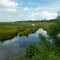 Swamp