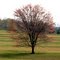 Spring foilage