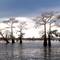 CYPRESS  trees during rain