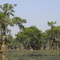 Cypris Grove in the Atchafalaya Basin