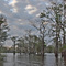 Atchafalaya Swamp