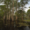 Atchafalaya Basin
