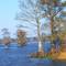 CYPRESS