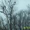 Birds, Lynchburg, Tn