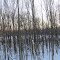 Snow-covered Muskrat Lake behind woods