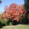 2009 Our Maple Tree