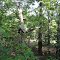 Deer Stand