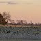Many geese along RT 9