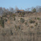 Bluff Over Looking Cumberland River/Cheatham Lake