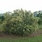 Castanea pumila at full anthesis!