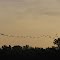 Geese over Lake Hunt