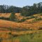 Sage Grass