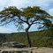 Tree at Buzzard's Roost
