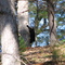 Cades Cove Cub #2