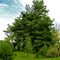 ÇAM AĞAÇLARI-PINE TREES