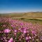 KARATEPE FLOWERS