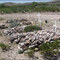 Shafter -- Ghost Town -- Typical Graves