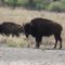 Cibolo Creek Ranch Wildlife