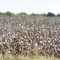 Cottonfields Back Home